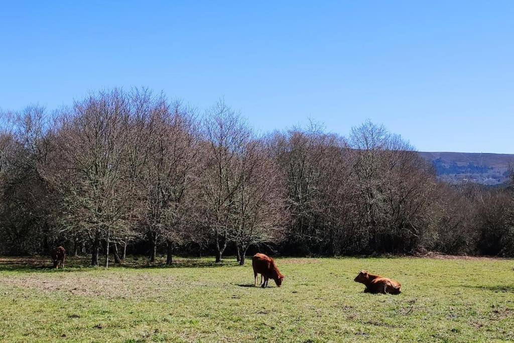 Casa Carmina: Casa Para Pequenos Grupos En El Corazon De Galicia 伊里霍 外观 照片